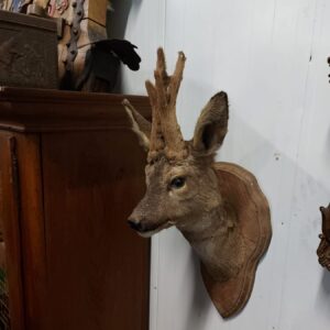 Taxidermie